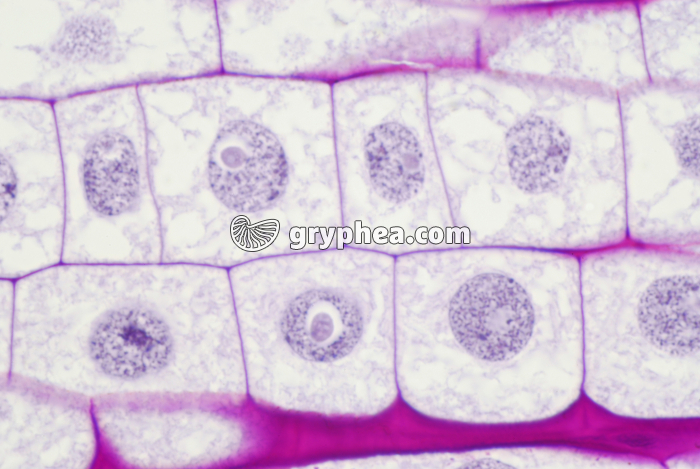 Racine de Blé - Cellules en élongation - zone 1 x400 - gryphea.com